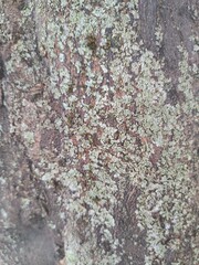 Tree wood texture