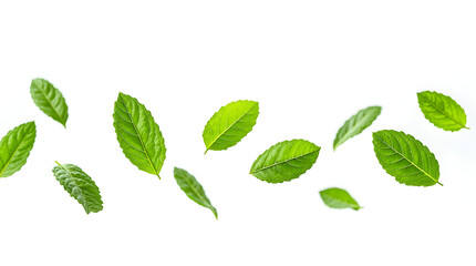Fresh Green Mint Leaves Floating on White Background | Herbal Tea Ingredient | Food Photography | Healthy Lifestyle | Natural Aromatherapy | Spearmint Herb