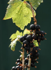 Currant plant its berries on a branch