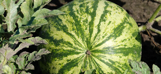 Common watermelon grows in the field