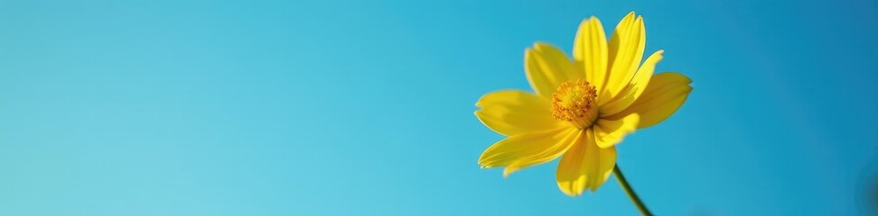 Obraz premium Single bright yellow flower against a clear blue sky at dusk, Tropical, Clear Blue
