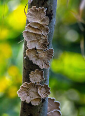 Splitgill Mushroom: Characteristics, Habitat, and Uses