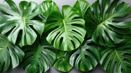 monstera leaves isolated on transparent background