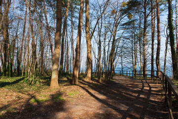 Forest Path with Wooden Fence Overlooking the Sea in Jastrzębia Góra