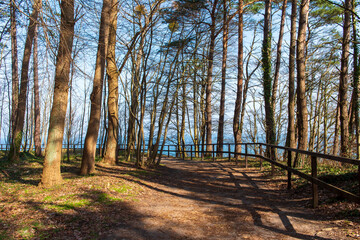 Forest Path with Wooden Fence Overlooking the Sea in Jastrzębia Góra