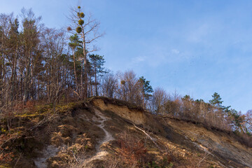 Eroded Sand Cliffs with Forest Above a Sandy Beach in Jastrzębia Góra on a Sunny Day