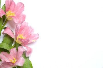 Obraz premium Beautiful fresh tulips on white background