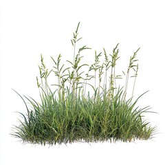 Lush Green Grass Blades Tall Wild Plants Nature Summer Meadow Foliage Botanical Springtime Greenery Vibrant Outdoors Field Rural Scenery Beautiful    