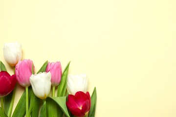 Beautiful fresh tulips on color background