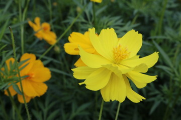 yellow flower on green background