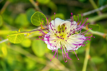 Caper Plant in Stunning Macro Photography.