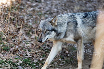 タイリクオオカミ スイ