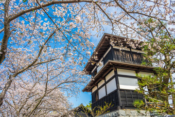 田中城の桜と櫓