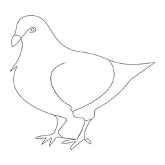 Pigeon bird one line art illustration