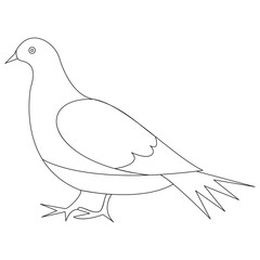 Pigeon bird one line art illustration