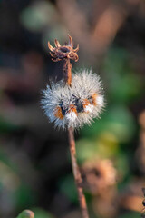 Dandelion flowers (Taraxacum officinale). Dandelions field background on spring sunny day. Blooming dandelion. plant Taraxacum officinale at the time of mass flowering.