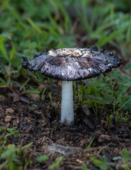 Majestic Shaggy Mane Mushroom in the Forest.