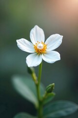 Tiny white flower blooming around a single pearl, pearl, flower