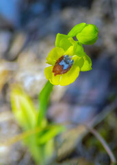 Captivating Ophrys lutea: Stunning Macro Photography of Plant in the Forest.