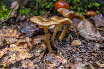 Hygrocybe Mushroom Species in the Forest