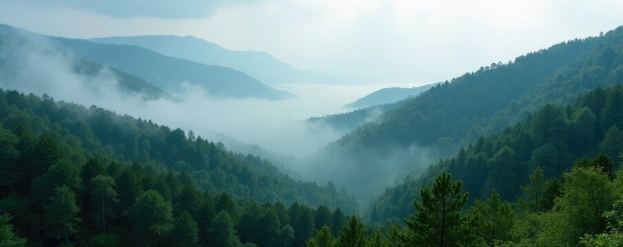 Misty forest terrain with fog gently rolling in, terrain, misty