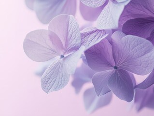 Fototapeta premium Serene Lavender Hydrangea Blossoms