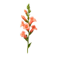 A single pink flower with a stem. The flower is the main focus of the image. The flower is the only thing that is visible in the image