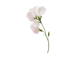 A single flower with a stem and a leaf. The flower is white and is the only one in the image