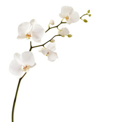 Obraz na płótnie Canvas A single white orchid flower is the main focus of the image. The flower is standing upright and is the only visible part of the plant. The image has a serene and calming mood