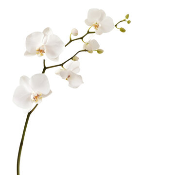 A single white orchid flower is the main focus of the image. The flower is standing upright and is the only visible part of the plant. The image has a serene and calming mood