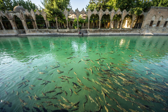 Balıklıgol pool with sacred fishes in Sanliurfa, Turkey