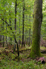 Summertime deciduous forest with broken old trees