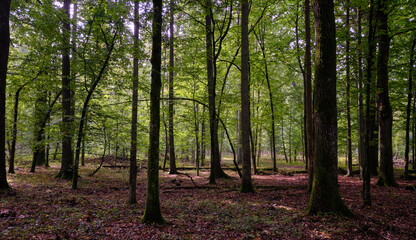 Summertime deciduous forest with broken old trees