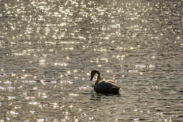 Southern Urals, mute swan (Cygnus olor) on the lake in spring.
