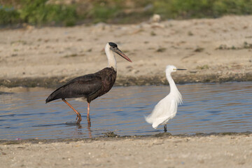 Asian Woolly-necked Stork close-up. The Asian Woolly-necked Stork is a striking bird with a distinctive woolly neck and black plumage.