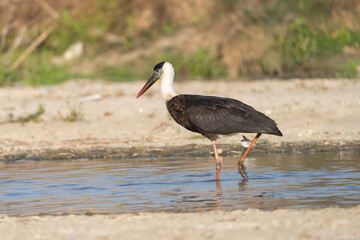 Asian Woolly-necked Stork close-up. The Asian Woolly-necked Stork is a striking bird with a distinctive woolly neck and black plumage.