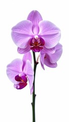 Fototapeta premium Delicate orchid stem isolated on white background, purple flowers, phalaenopsis, nature