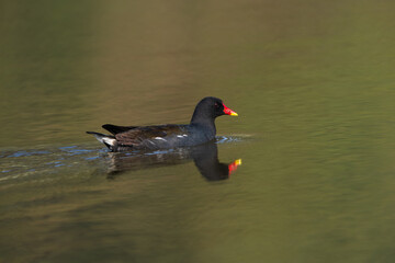 Eurasian Moorhen (Gallinula chloropus) in the lake. The Eurasian Moorhen is a waterbird with a red beak and legs, inhabiting wetlands across Europe, Asia, and North Africa.