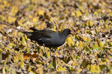 Eurasian Moorhen (Gallinula chloropus) in the lake. The Eurasian Moorhen is a waterbird with a red beak and legs, inhabiting wetlands across Europe, Asia, and North Africa.