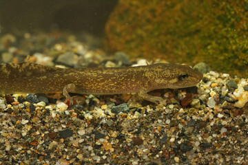 Closeup on a gilled larvae of the Coastal giant salamander, Dicamptodon tenebrosus in Oregon