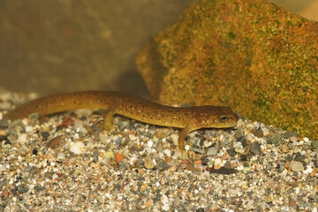 Rhyacotriton kezeri - Columbia torrent salamander