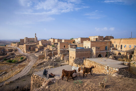 Village with old stone houses and goats in Eastern Turkey