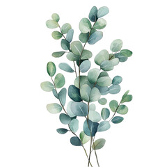 Obraz premium Elegant Eucalyptus Watercolor Illustration Botanical Design for Branding Invitations and Lifestyle Products