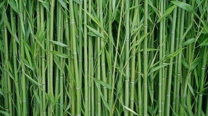Lush green bamboo stalks densely packed