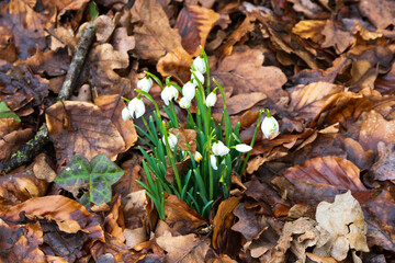 snow drops