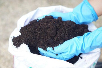 Close up hands wear blue gloves, holds compost from sack. Concept, agriculture crops nourishment by...