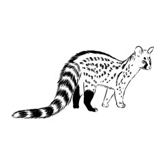Vector illustration. Hand drawn realistic sketch of asian palm civet or toddy cat.