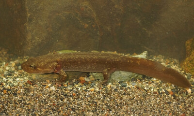 Closeup on a gilled larvae of the Coastal giant salamander, Dicamptodon tenebrosus in Oregon