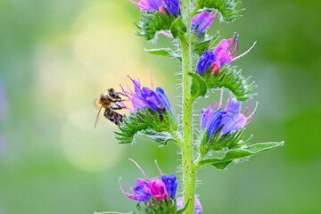 A bee collects honey on blue flowers on nature. macro photo of insects. delicate meadow flower. european honey bee. pollination of plants in nature. spring time