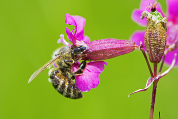 bee on a flower. European bee collects nectar on a pink meadow flower Viscaria vulgaris. honey bee, insect macro. natural green background, close-up, place for text. spring or summer day. insects